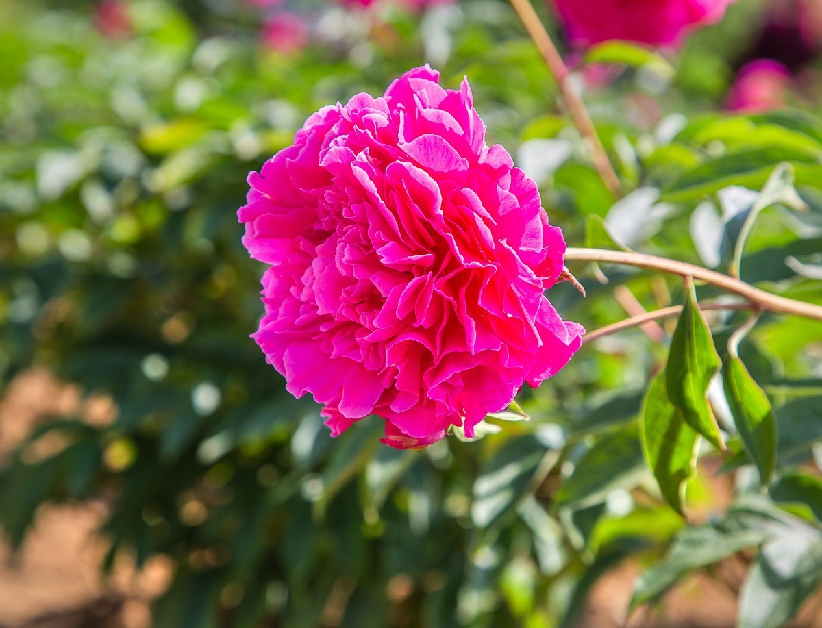 20210508揚州芍藥園芍藥花三