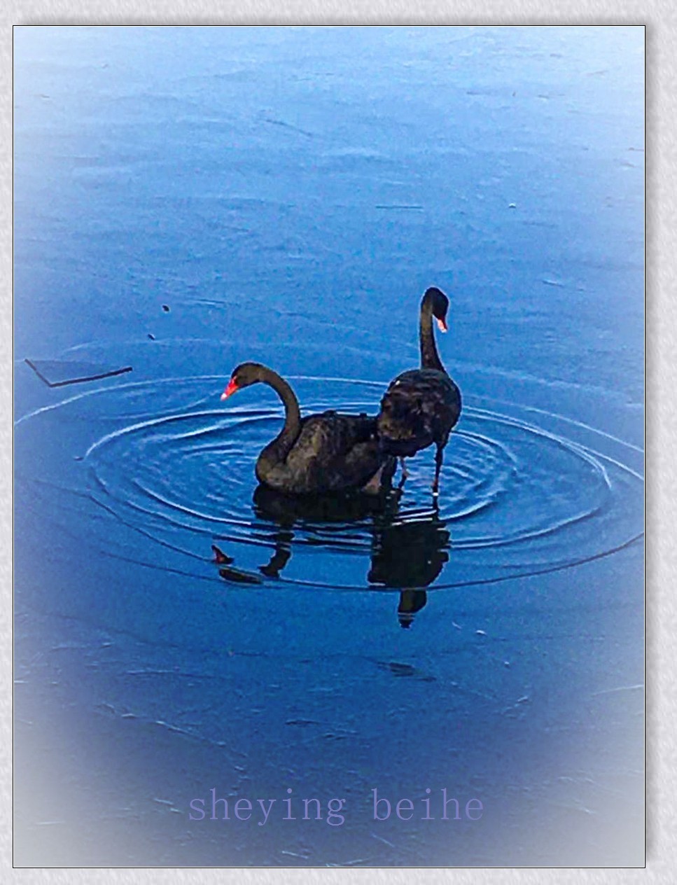 颐和园黑天鹅