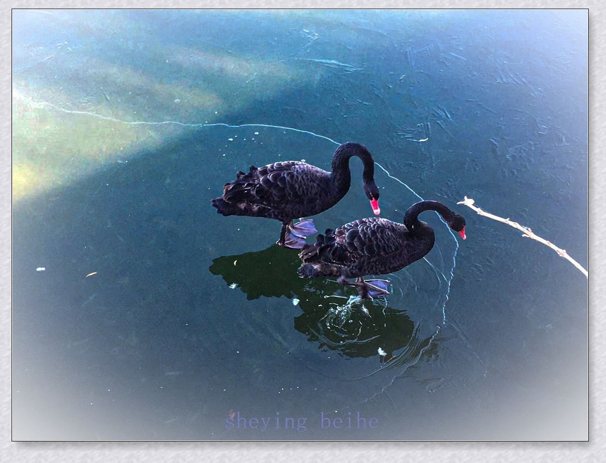 颐和园黑天鹅