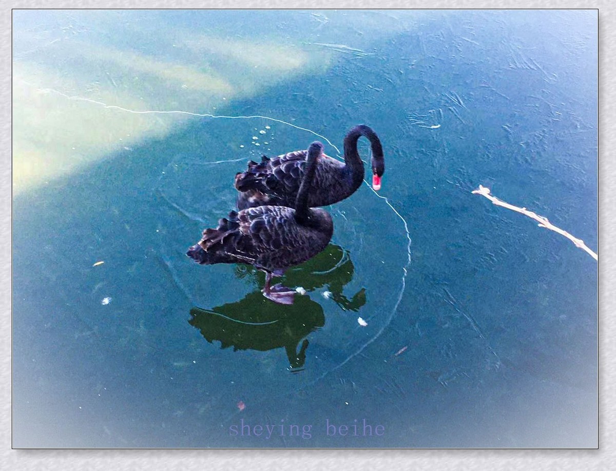 颐和园黑天鹅