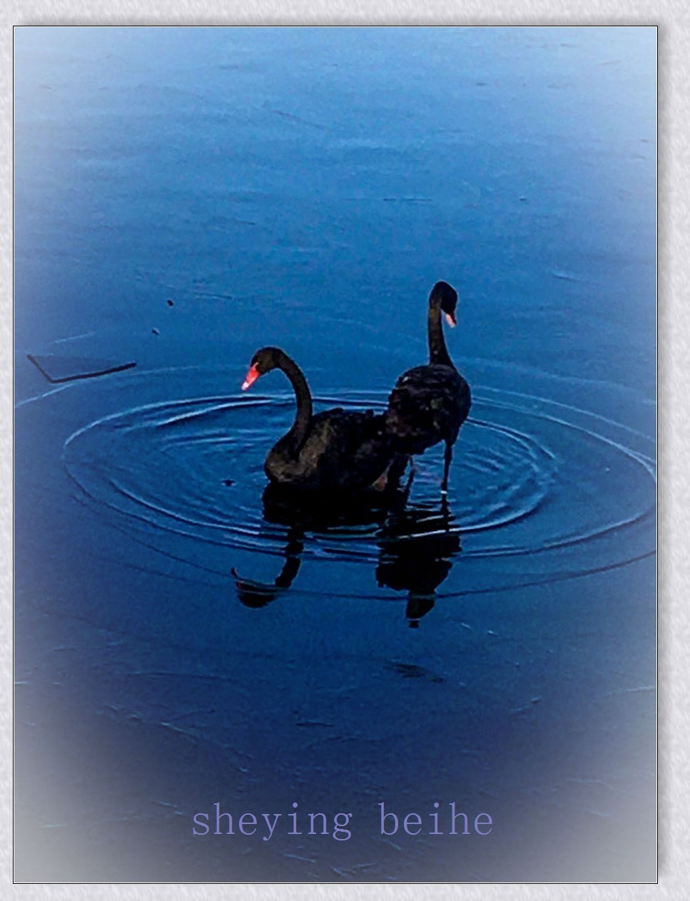 颐和园黑天鹅
