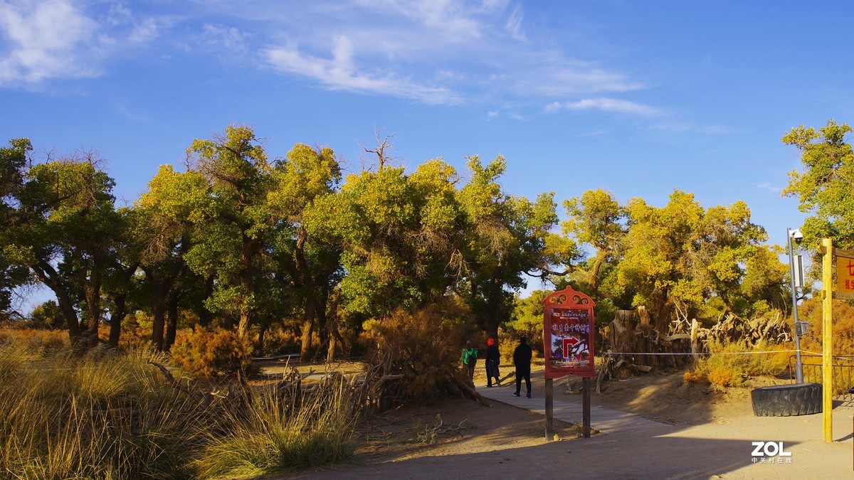 额济纳--黑城弱水胡杨林【5】