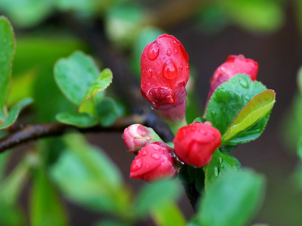 雨中赏花