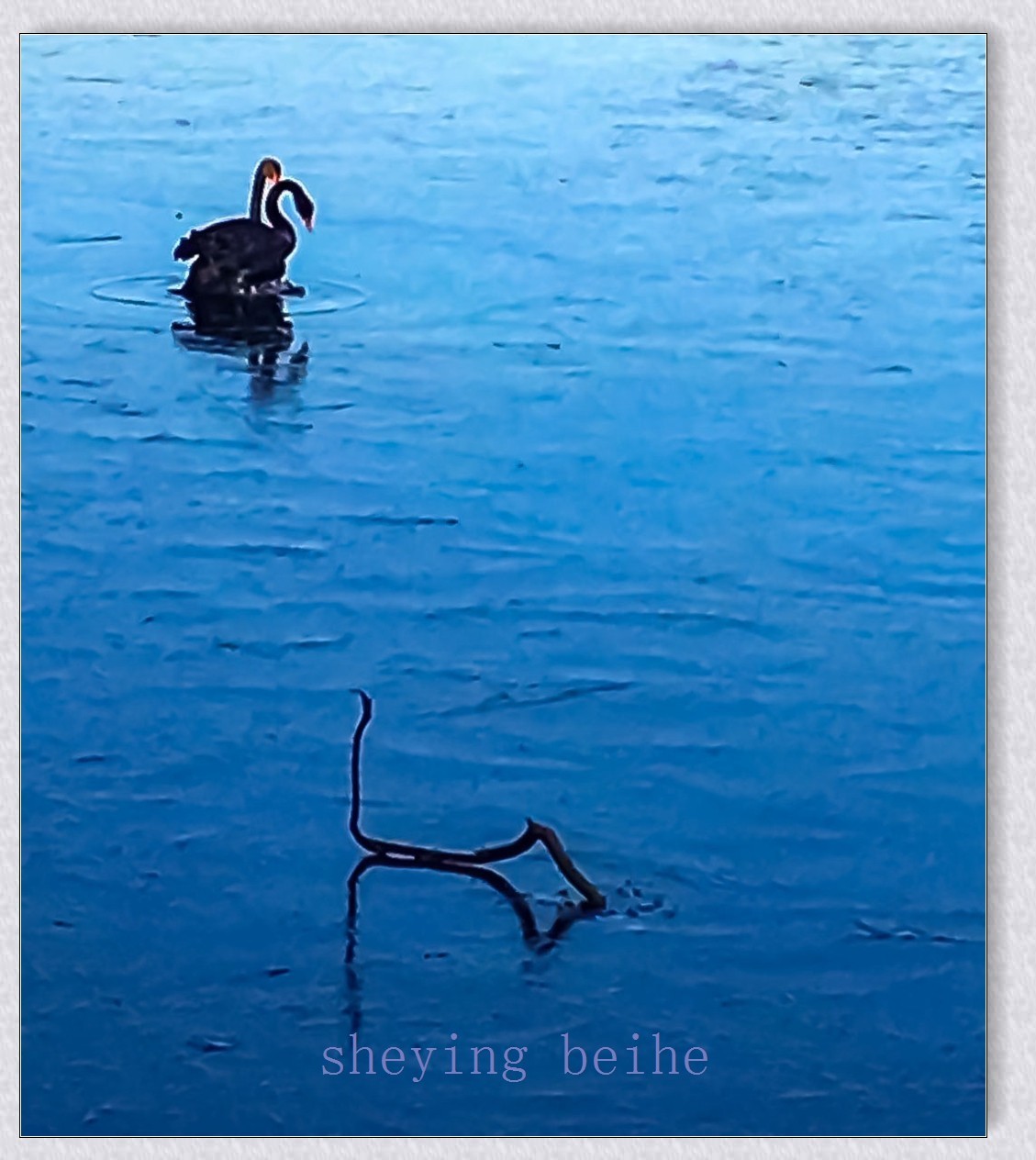 颐和园黑天鹅