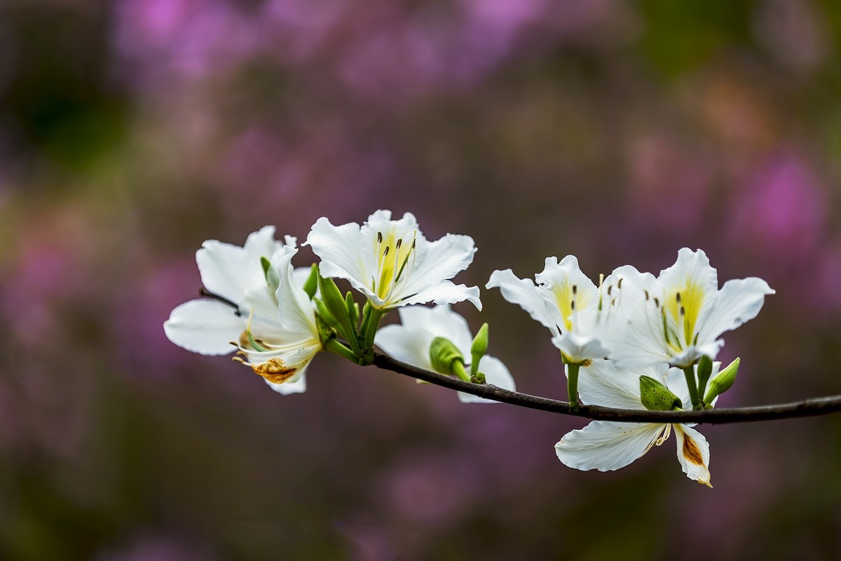 花城看花20215白花羊蹄甲