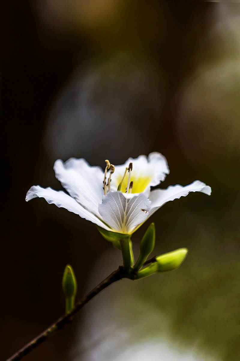 花城看花20215白花羊蹄甲