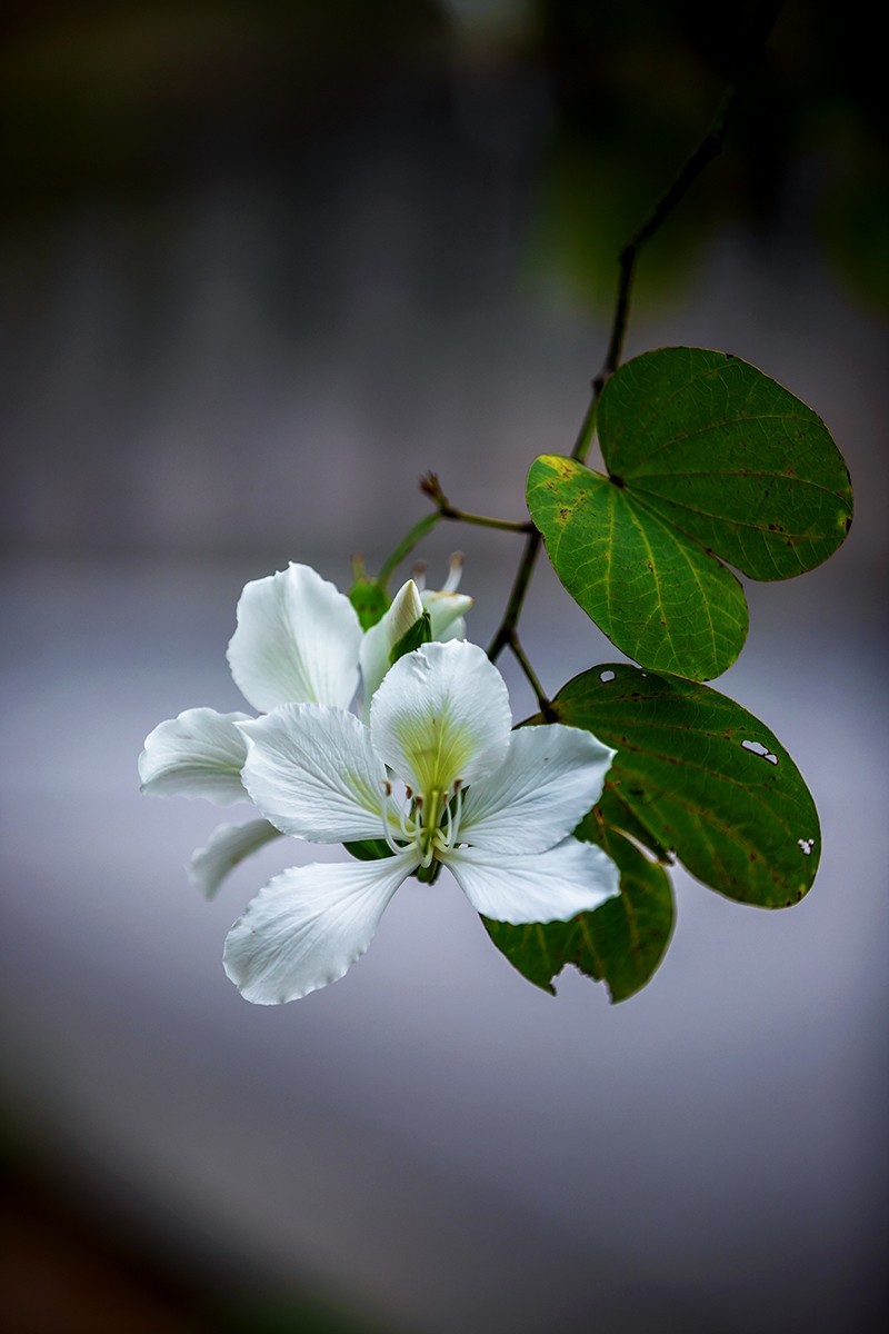 花城看花20215白花羊蹄甲