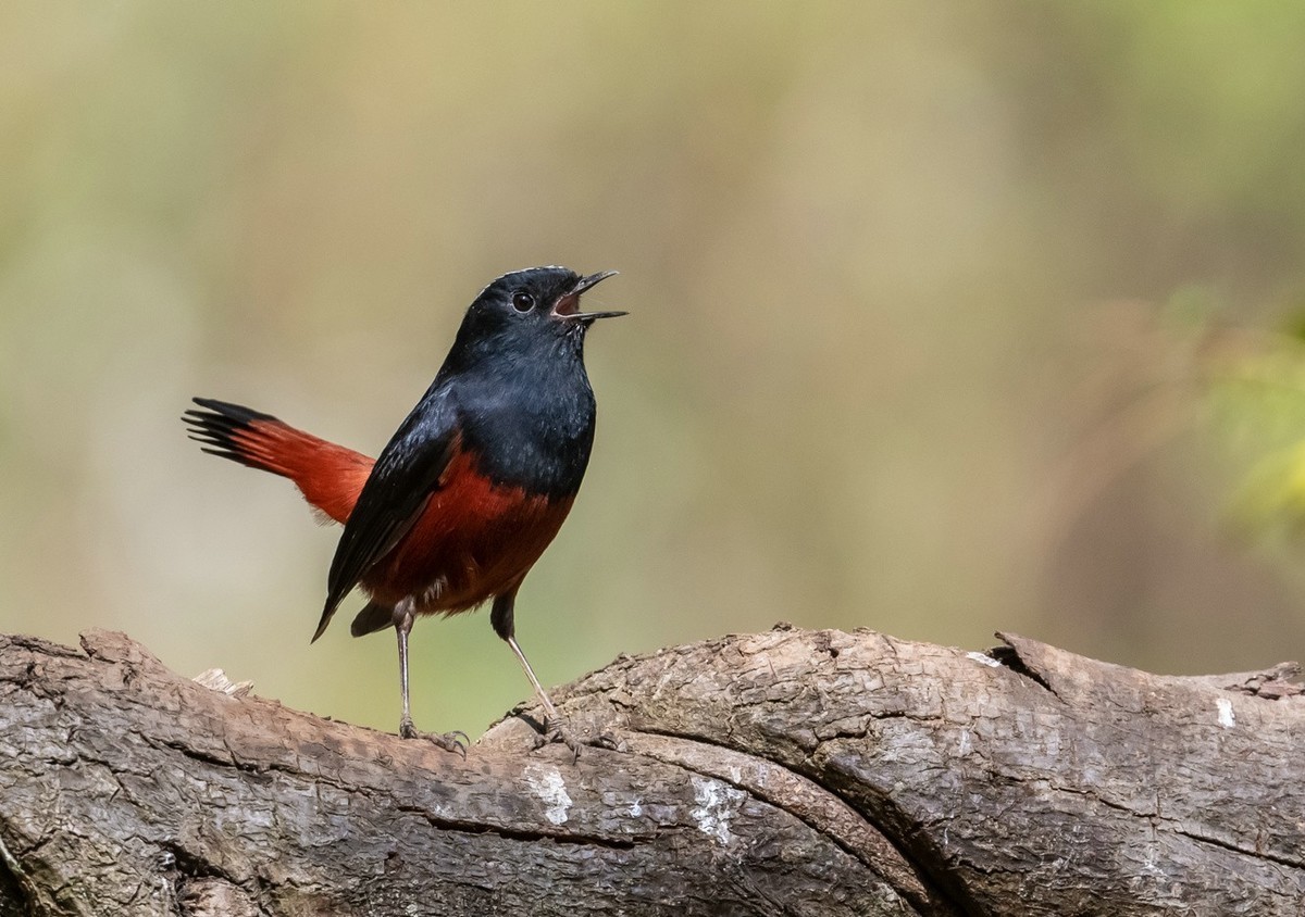 高傲的《白顶溪鸲》