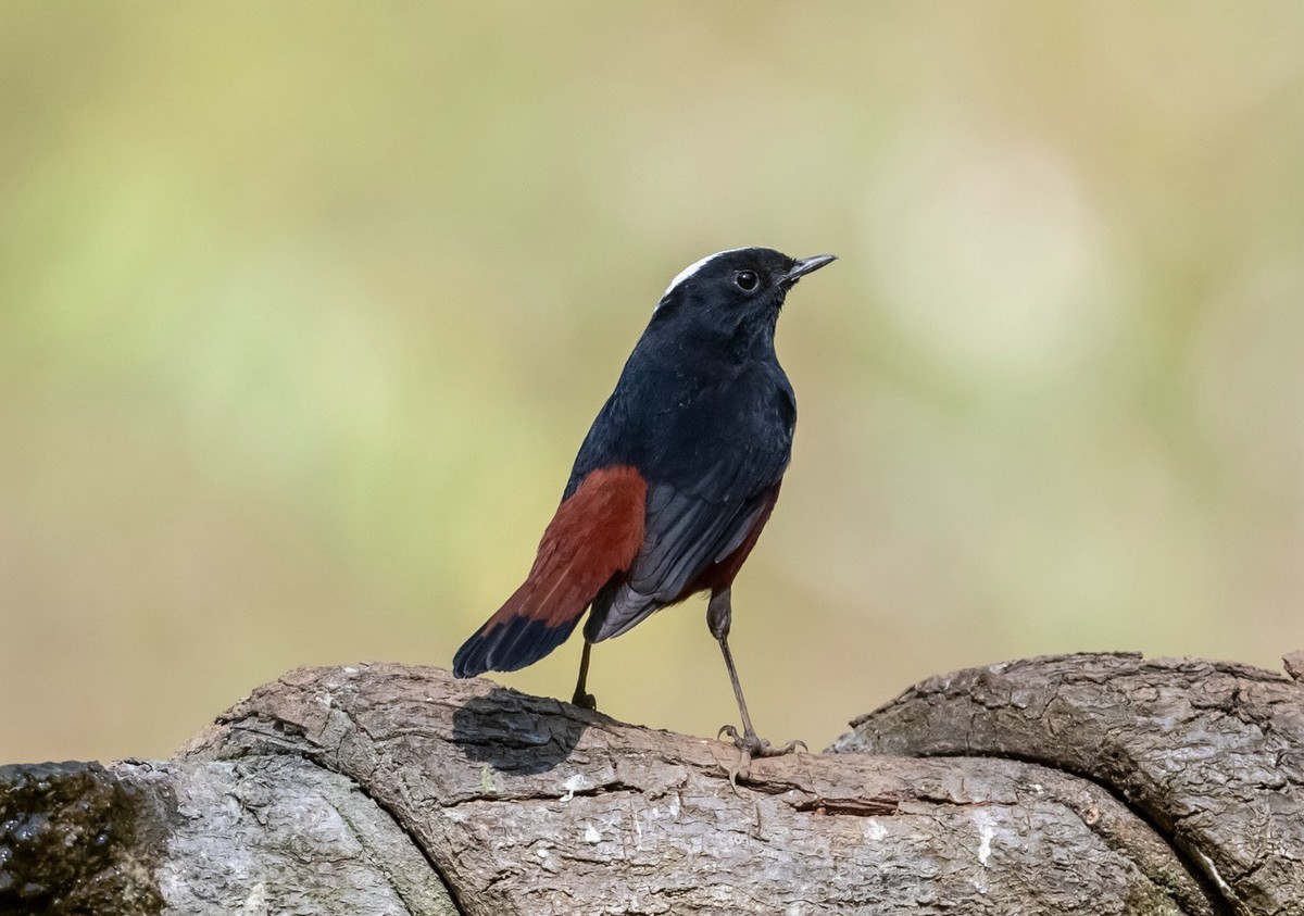 高傲的《白顶溪鸲》