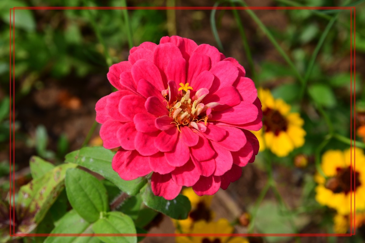 花卉十幅——恭祝版主和各位摄友新年快乐