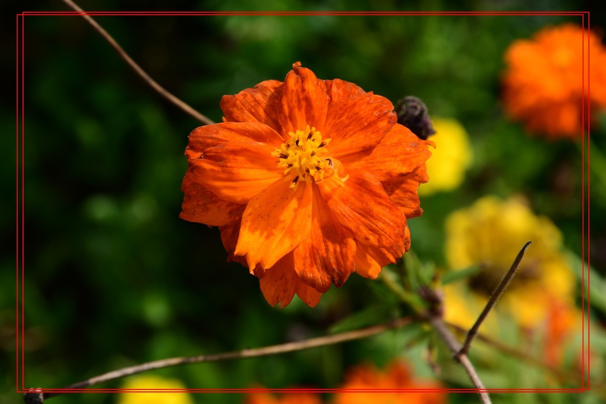花卉十幅——恭祝版主和各位摄友新年快乐