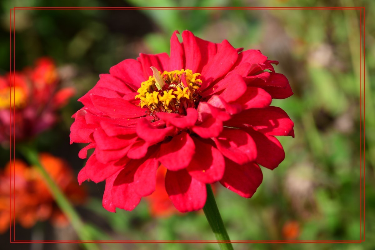 花卉十幅——恭祝版主和各位摄友新年快乐