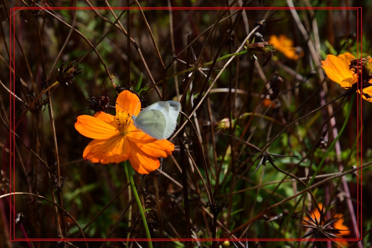 花卉十幅——恭祝版主和各位摄友新年快乐