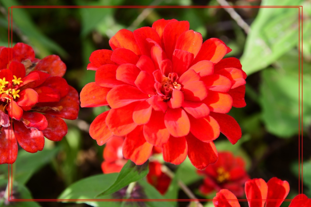 花卉十幅——恭祝版主和各位摄友新年快乐