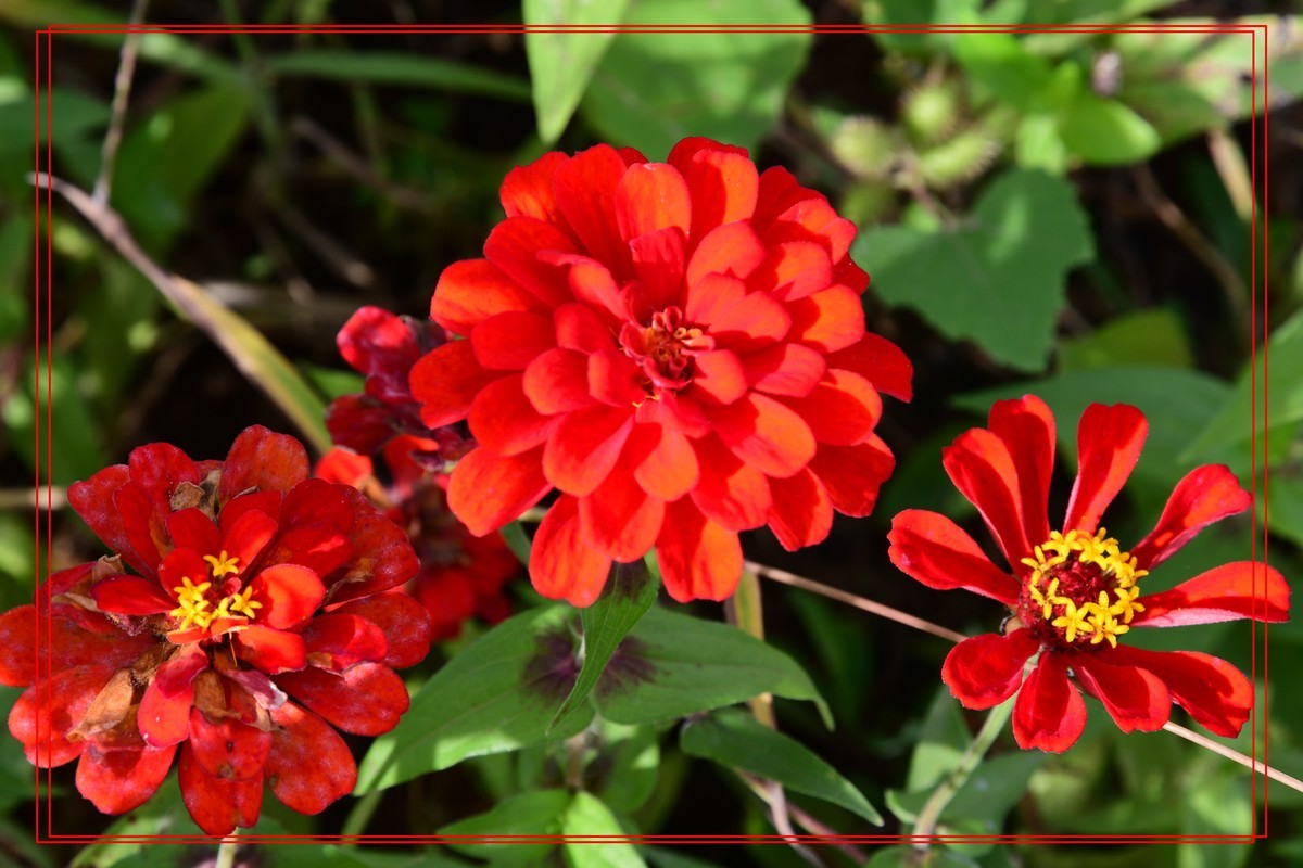 花卉十幅——恭祝版主和各位摄友新年快乐
