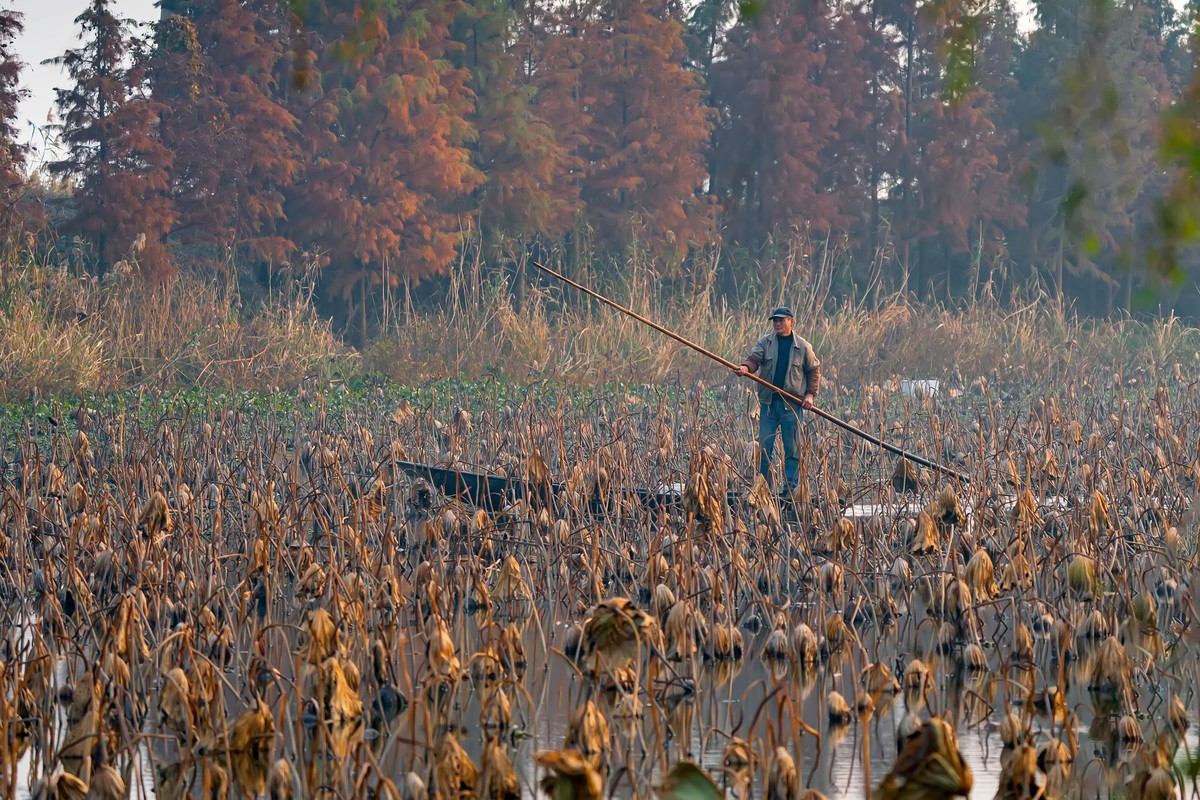 东大圩拍残荷（一）