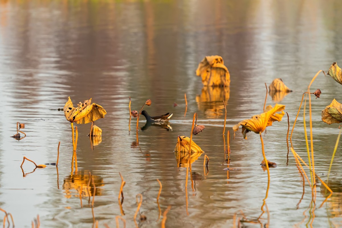 东大圩拍残荷（一）