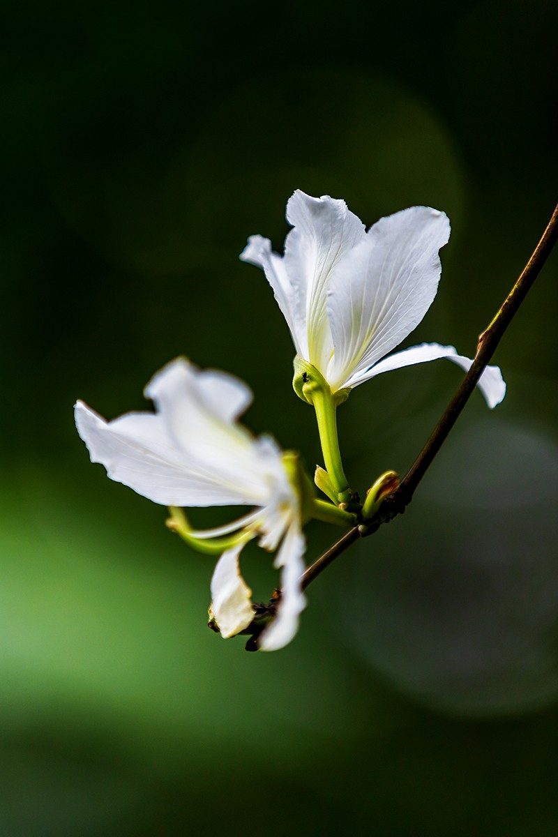花城看花20215白花羊蹄甲