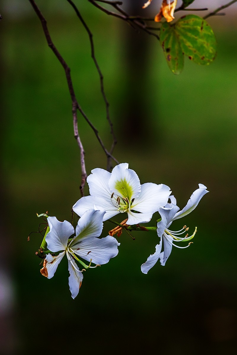 花城看花20215白花羊蹄甲