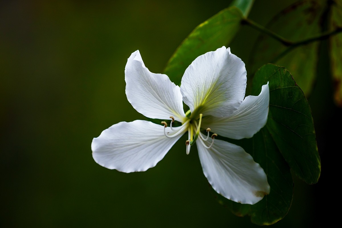 花城看花20215白花羊蹄甲