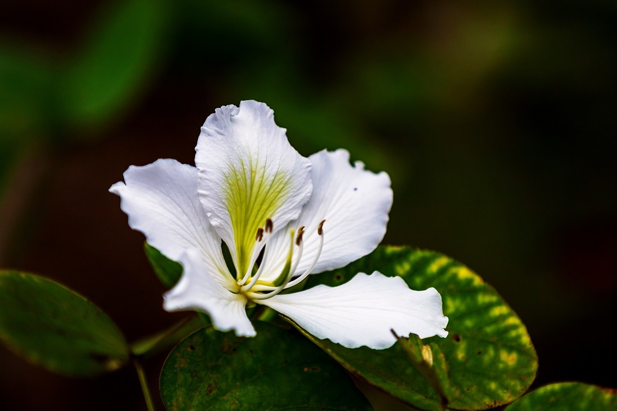 花城看花20215白花羊蹄甲
