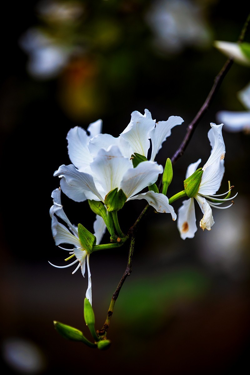 花城看花20215白花羊蹄甲