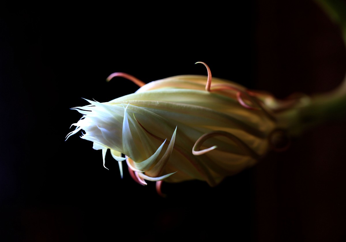 昙花一现
