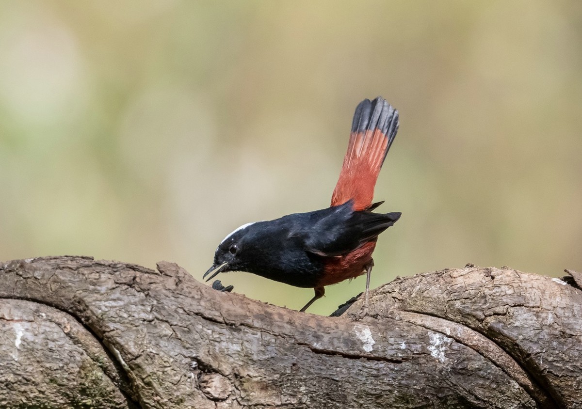 高傲的《白顶溪鸲》