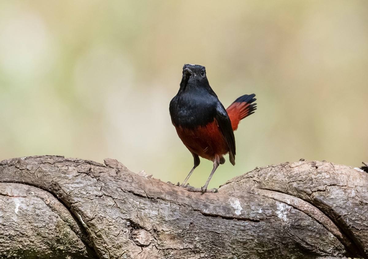 高傲的《白顶溪鸲》