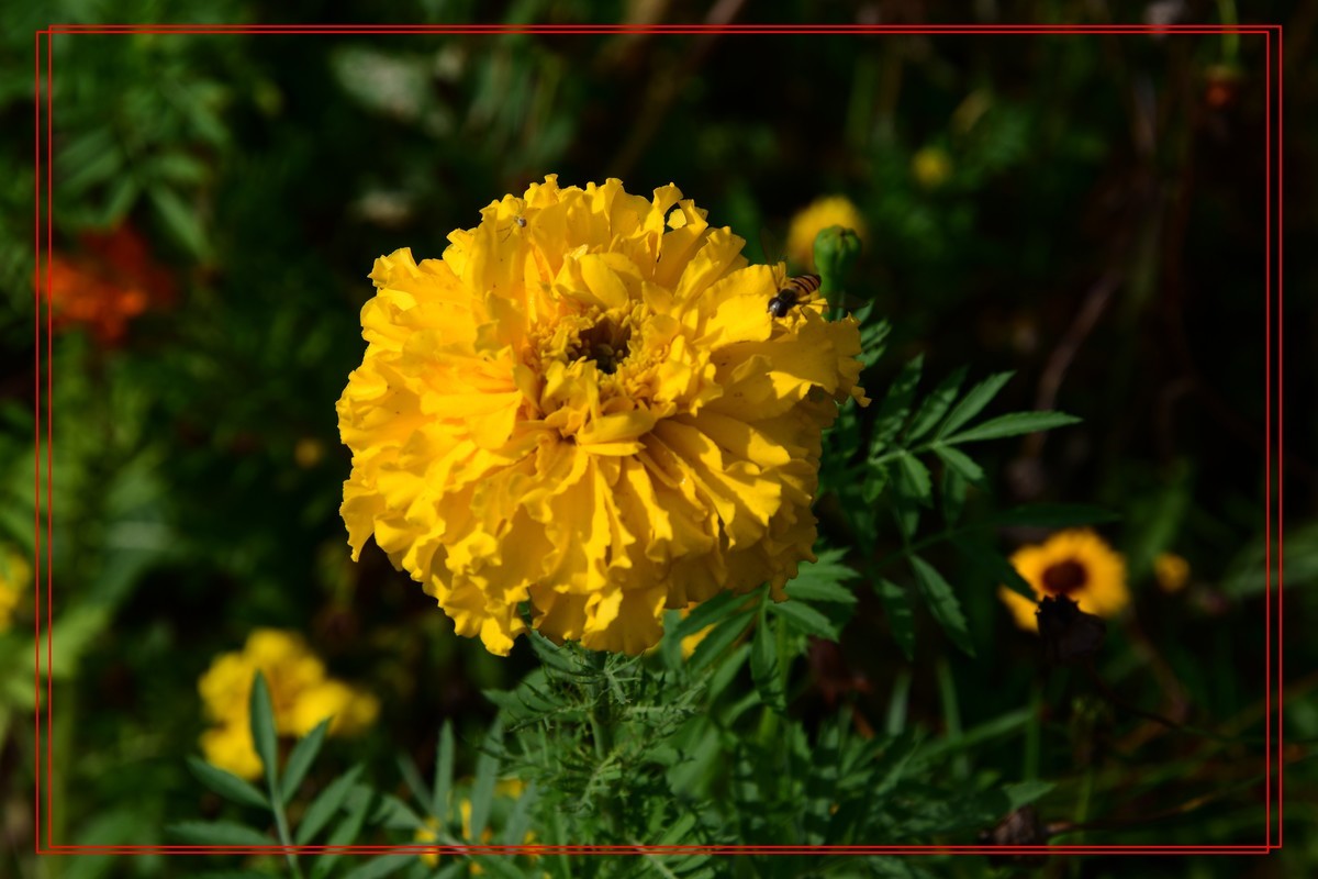 花卉十幅——恭祝版主和各位摄友新年快乐