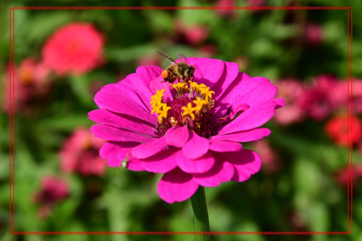 花卉十幅——恭祝版主和各位摄友新年快乐