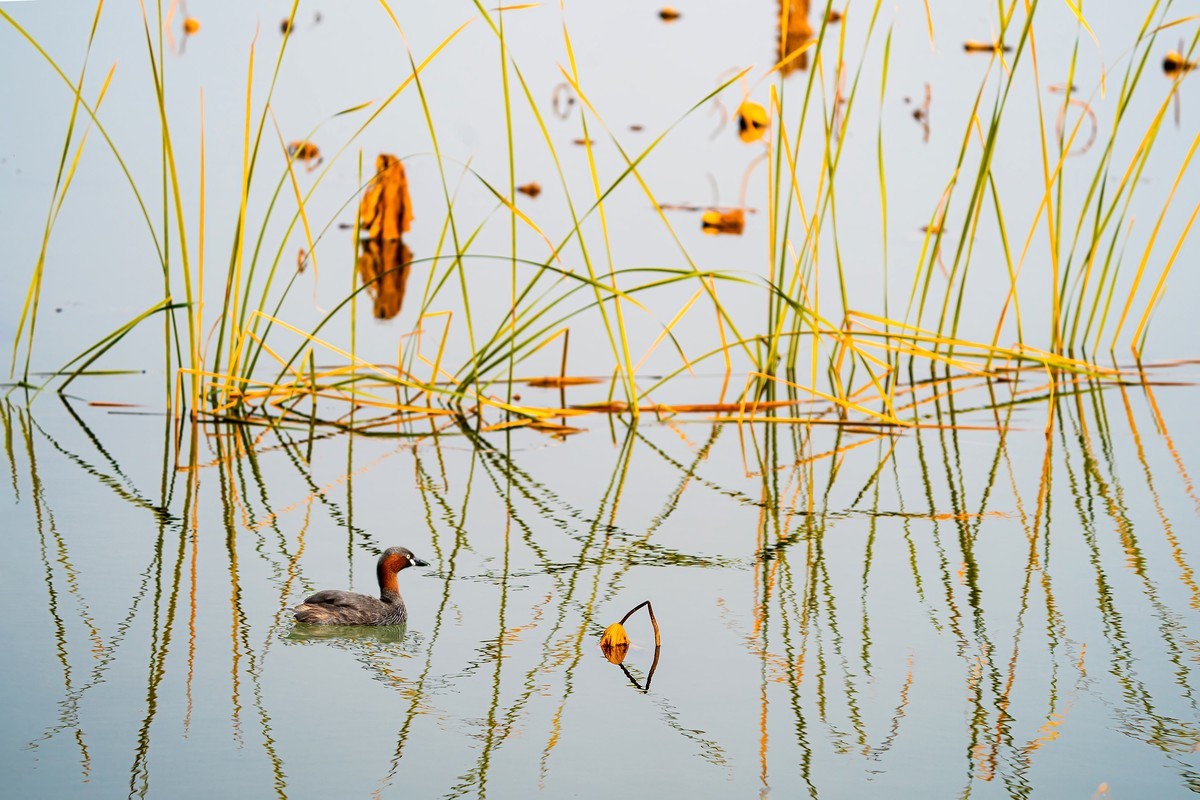 东大圩拍残荷（一）