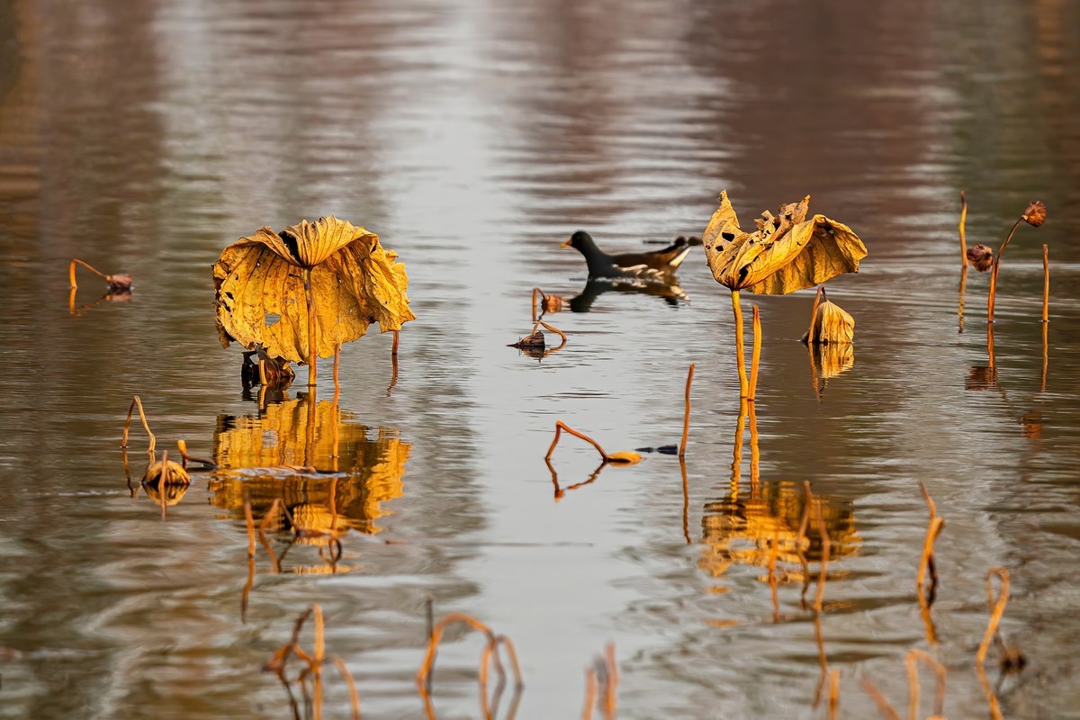 东大圩拍残荷（一）
