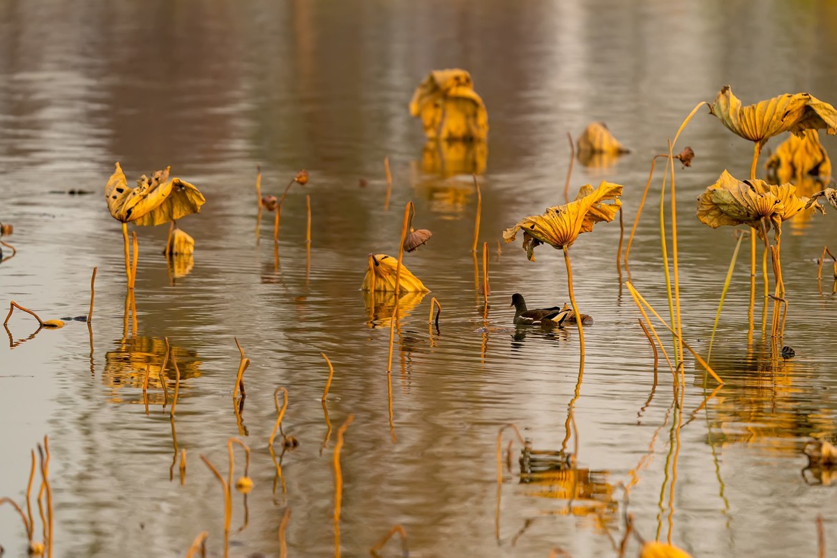 东大圩拍残荷（一）