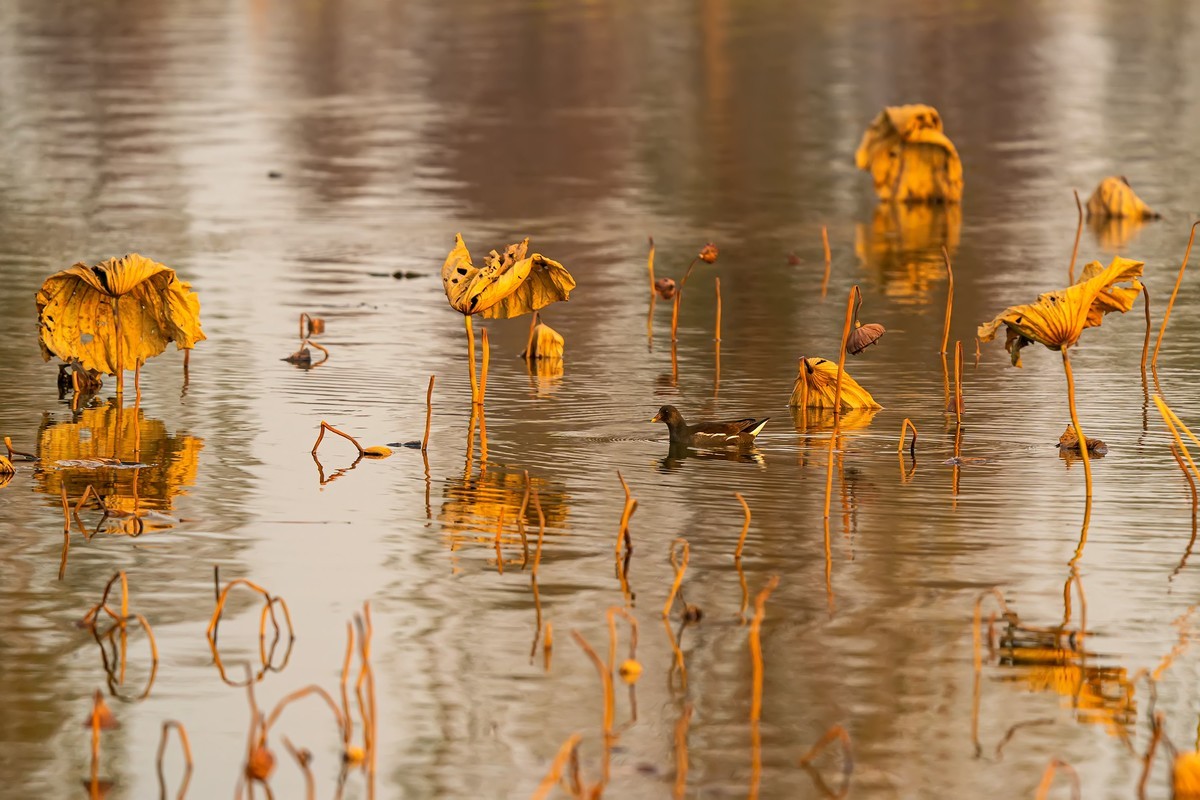 东大圩拍残荷（一）