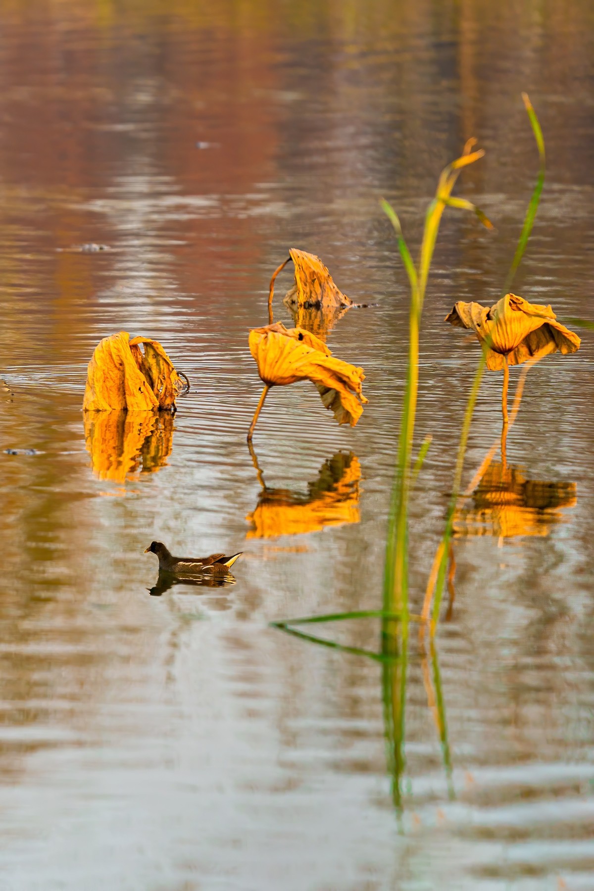 东大圩拍残荷（一）