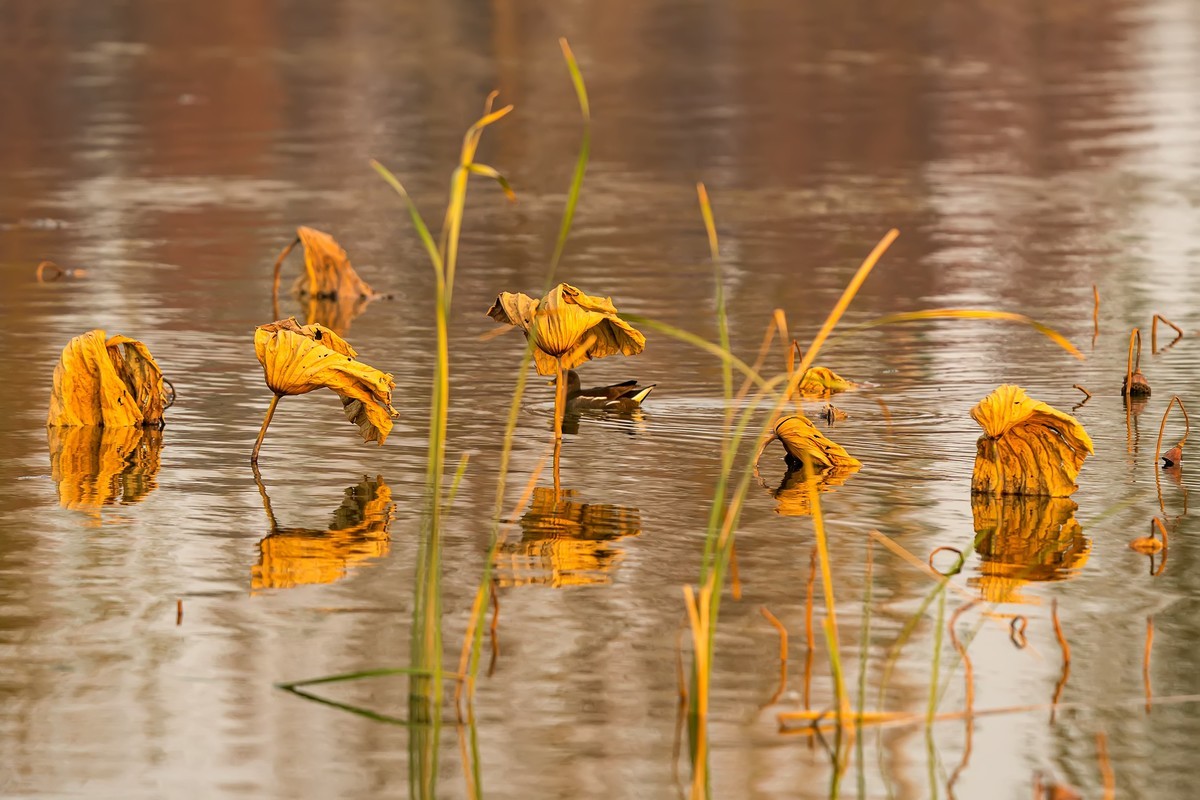 东大圩拍残荷（一）
