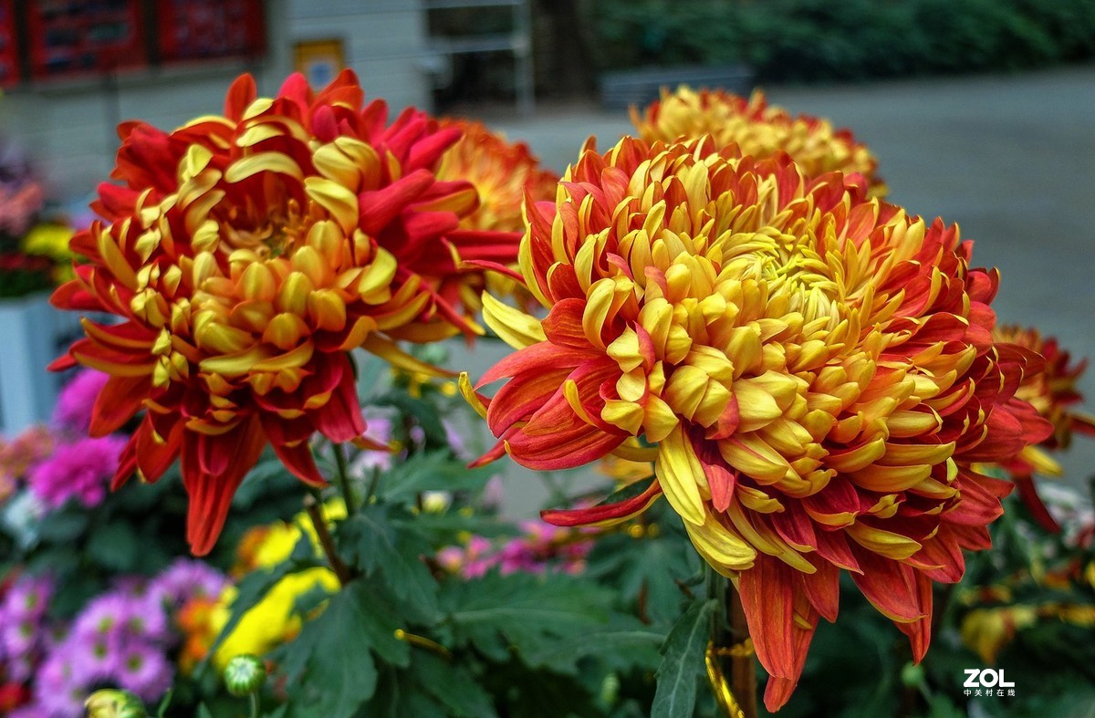 菊花