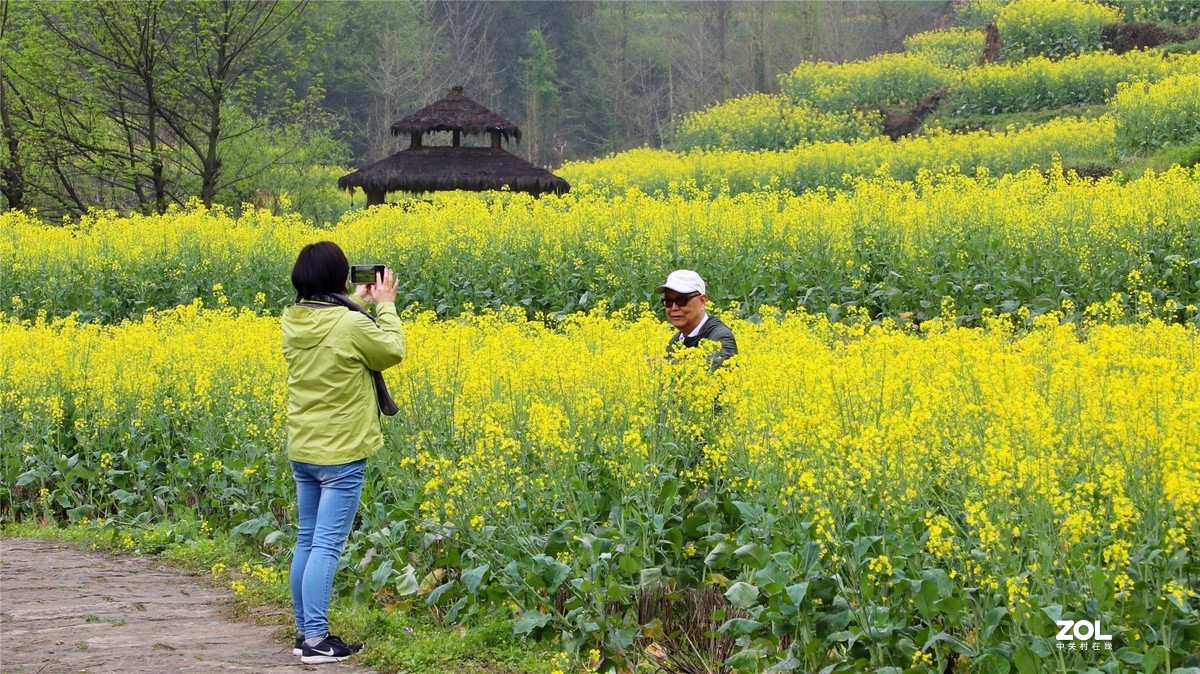 灵山油菜花节