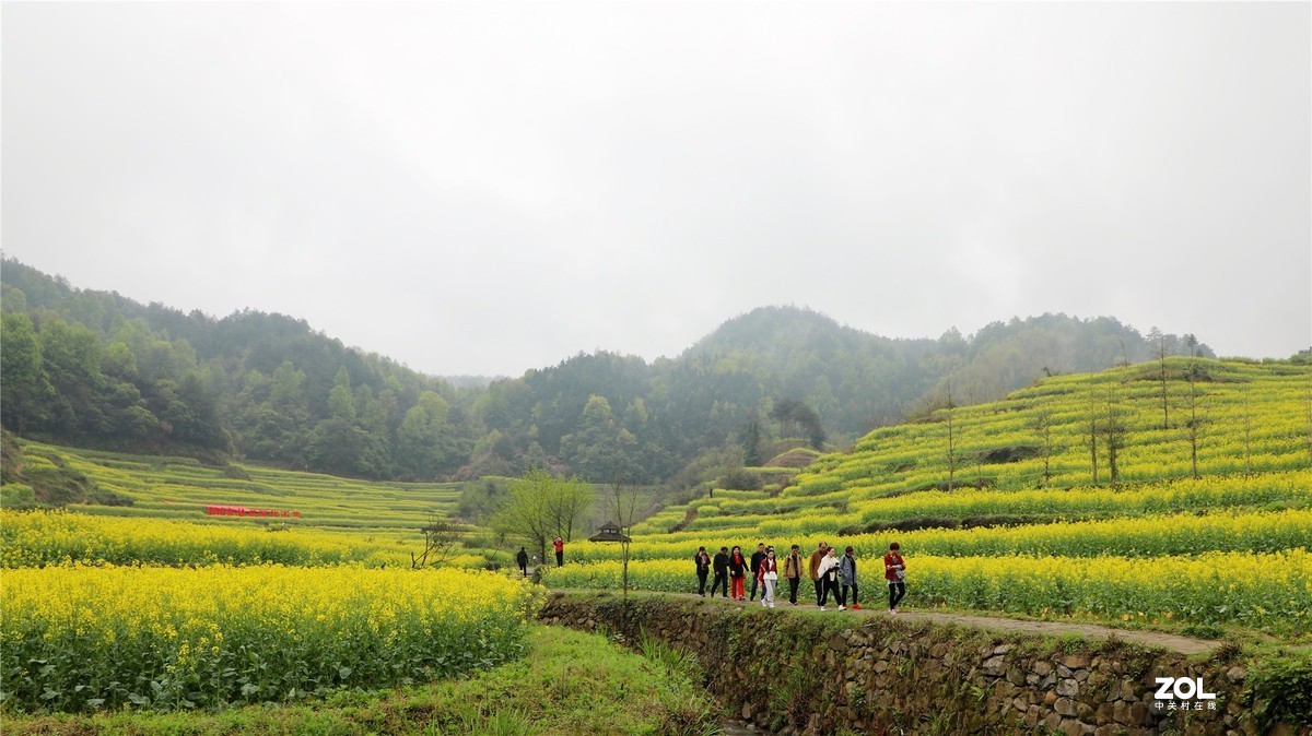 灵山油菜花节