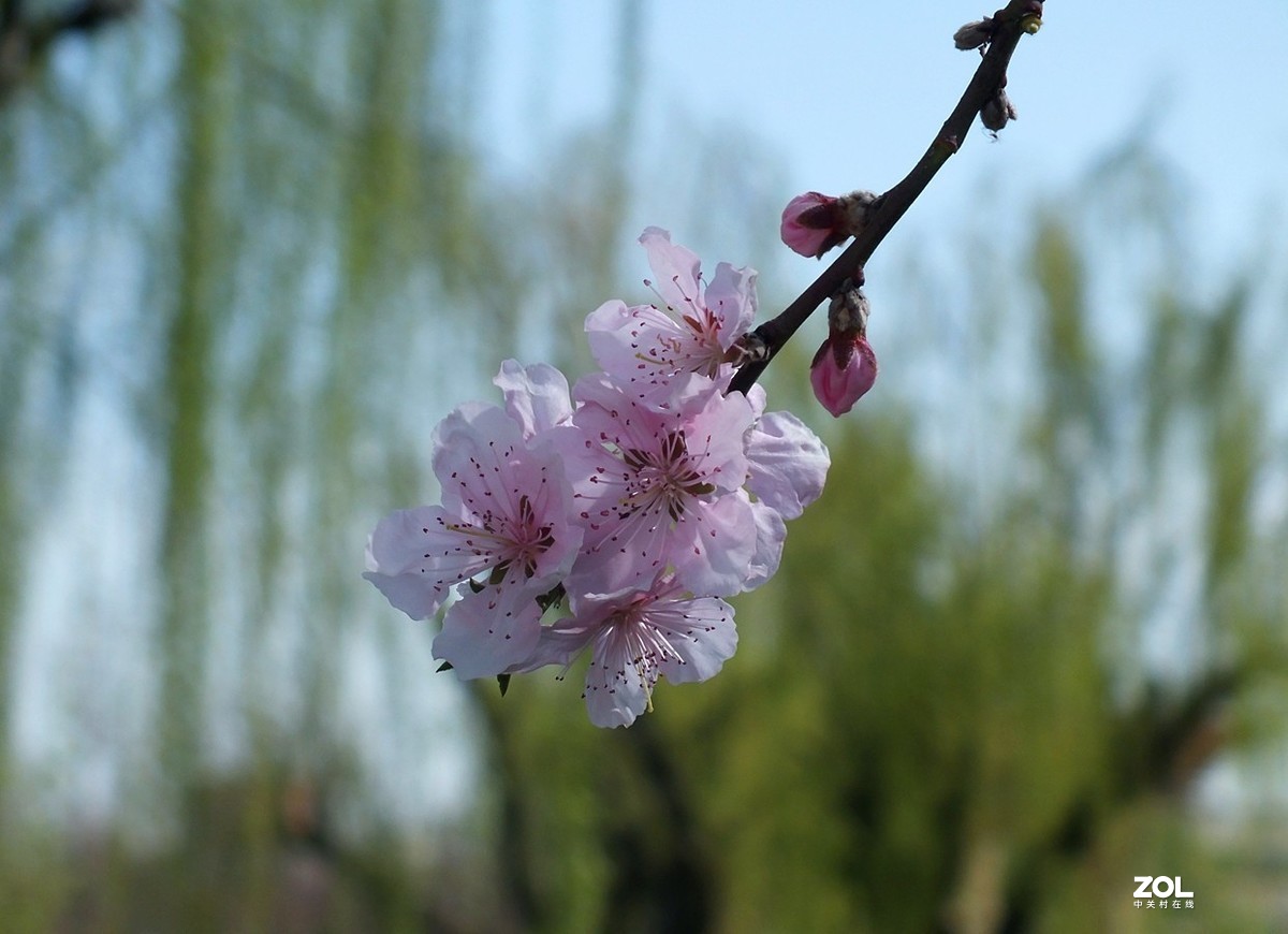 桃红柳绿伴春风--12P