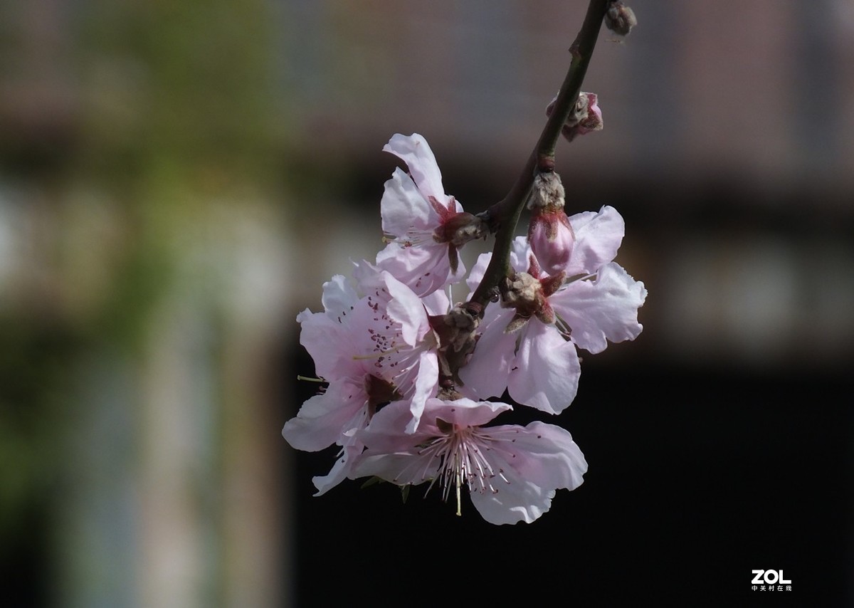 桃红柳绿伴春风--12P