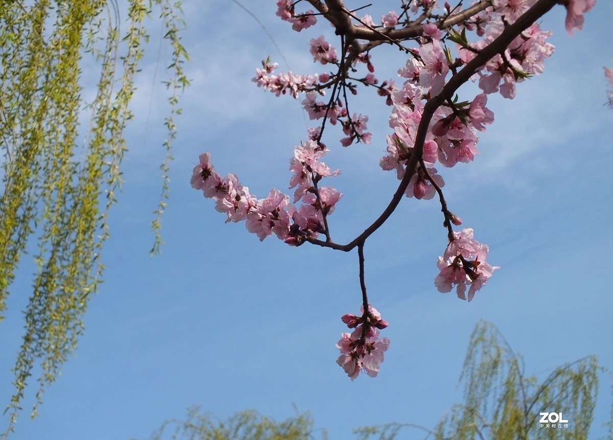 桃红柳绿伴春风--12P