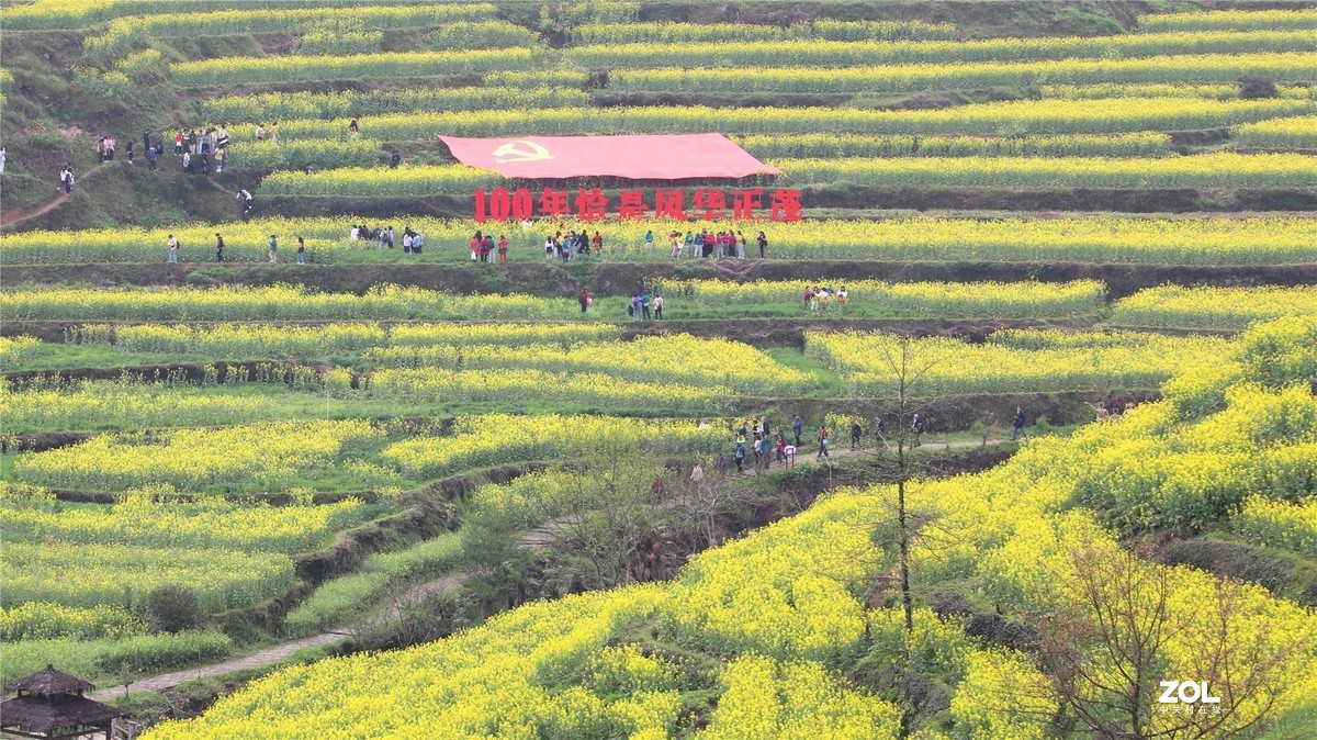 灵山油菜花节
