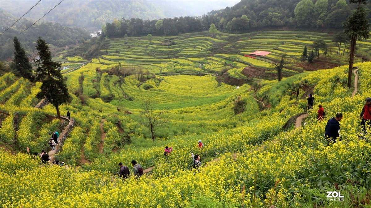 灵山油菜花节