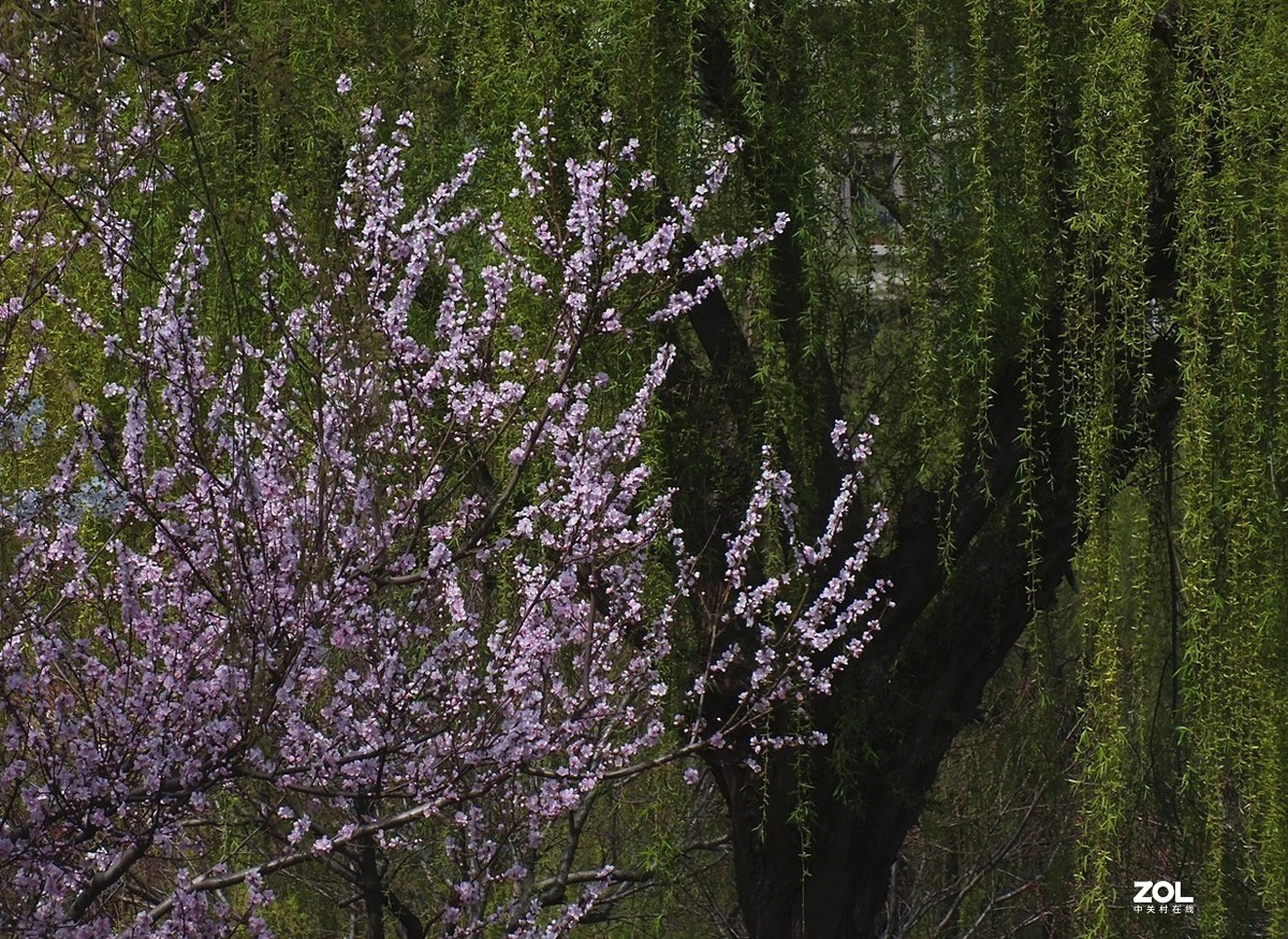 桃红柳绿伴春风--12P