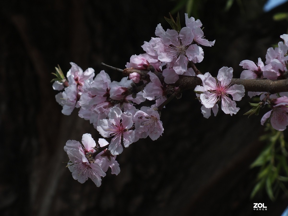 桃红柳绿伴春风--12P