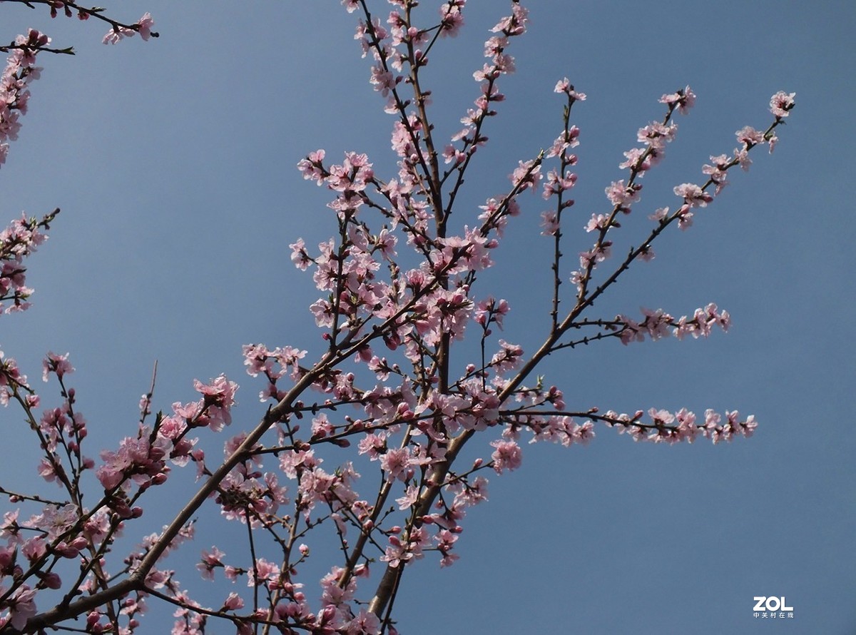 桃红柳绿伴春风--12P