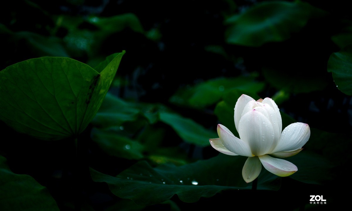 夏日荷花
