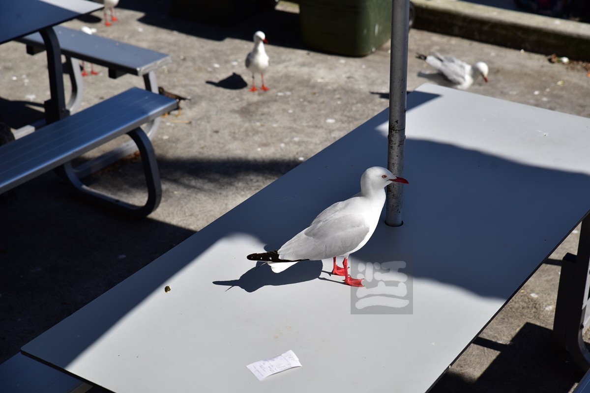 悉尼鱼市场——澳洲印象